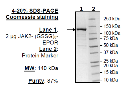 JAK2 (V617F, Y1007F, Y1008F)- (GSSG)8-EPOR