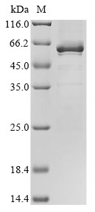 Transcription factor 7 (TCF7), human, recombinant
