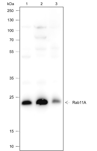 Anti-Recombinant Rab11A, clone A393