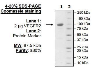 VEGFR2/KDR, active human recombinant protein