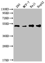 Anti-PABPN1 Recombinant Monoclonal, clone 6C3