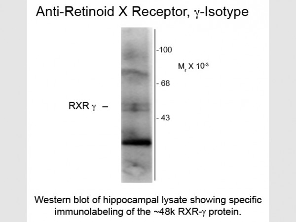 Anti-Retinoid X Receptor gamma, clone 1373