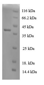 Interleukin-8 (IL8), dog, recombinant