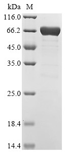 Abscisic acid receptor PYR1 (PYR1), Biotinylated, Arabidopsis thaliana, recombinant