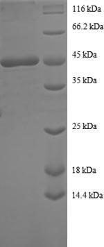 Sorting nexin-3 (SNX3), human, recombinant