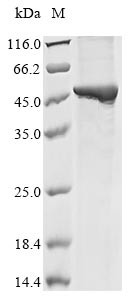 Guanine nucleotide-binding protein subunit alpha-12 (Gna12), mouse, recombinant