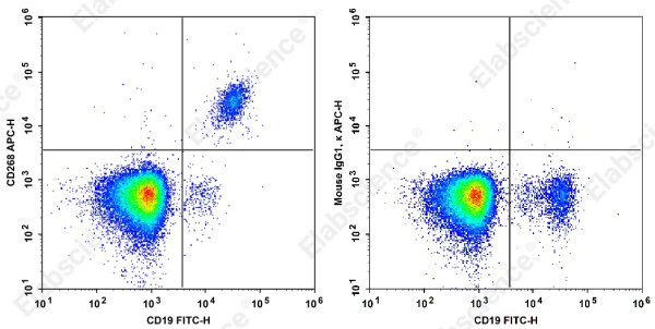 Anti-CD268 Antibody[H353-4A2]