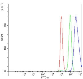 Anti-EED / Embryonic ectoderm development protein