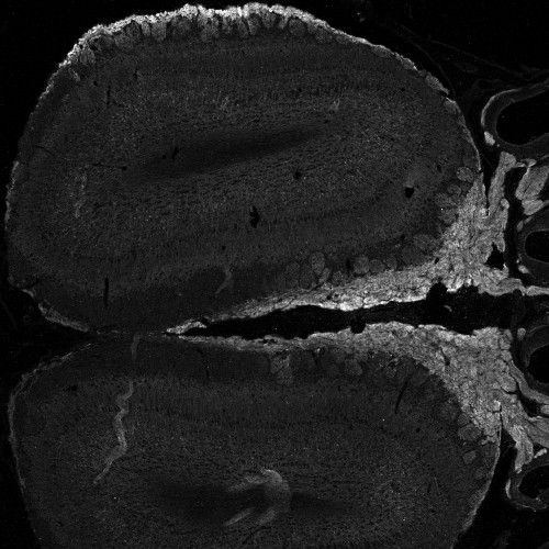 Anti-NCAM2 / OCAM, C-terminal