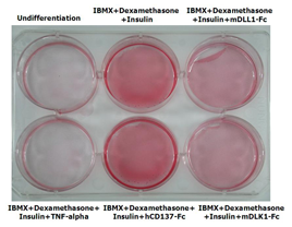 DLK1 (mouse):Fc (human) (rec.)