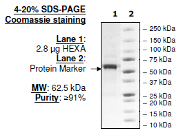 HEXA, human recombinant protein, C-terminal FLAG-His-tags