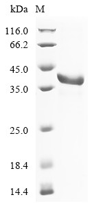 Fibrinogen-like protein 1 (Fgl1), mouse, recombinant