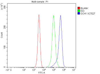Anti-GCH1 / GTP cyclohydrolase 1
