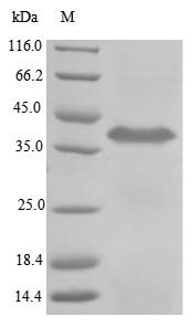 Trophoblast glycoprotein (TPBG), partial, Macaca fascicularis, recombinant