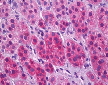 Anti-VGLUT1 / Vesicular glutamate transporter 1