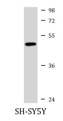 Anti-Adenosine Receptor A2a