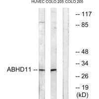 Anti-ABHD11