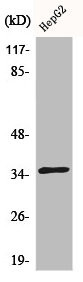 Anti-CDKL4