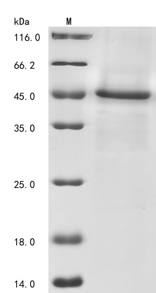 Heat-stable enterotoxin receptor (GUCY2C), partial, Macaca fascicularis, recombinant