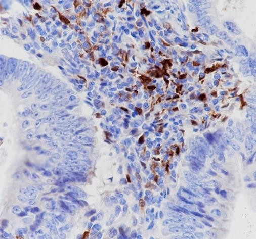 Anti-Recombinant IDO1, clone A260