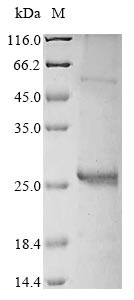 Entry-fusion complex associated protein OPG095 (OPG099), partial, Vaccinia virus, recombinant