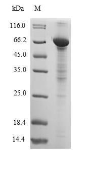 Serum albumin (ALB), dog, recombinant