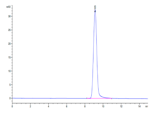 Cynomolgus CA12/Carbonic anhydrase XII Protein
