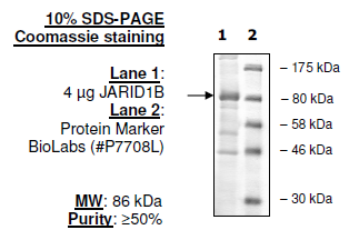 PLU-1, murine recombinant protein, N-terminal FLAG-tag