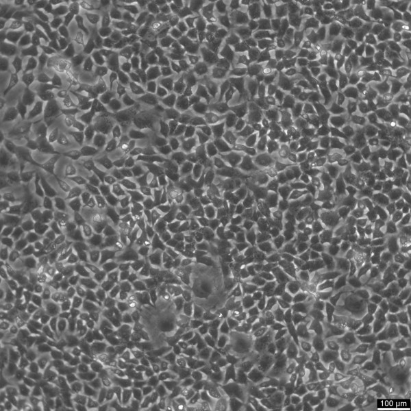 V79 Cells