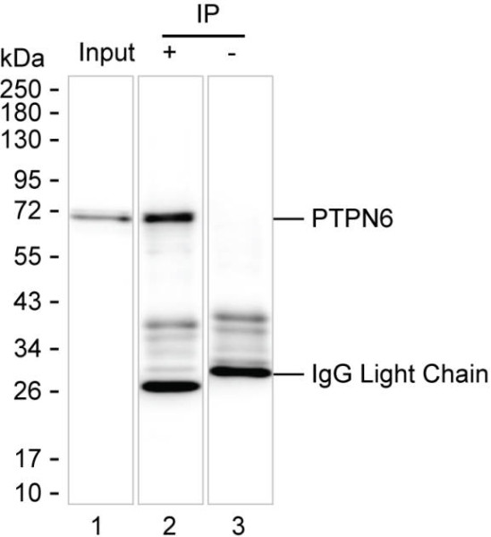 Anti-PTPN6