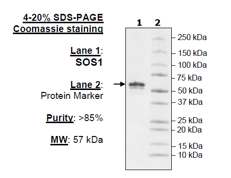 SOS1, FLAG-Tag, Avi-Tag, Biotin-Labeled