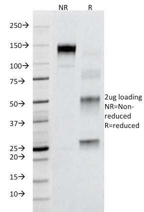 Anti-CD95 / FAS / TNFRSF6, clone B-R18