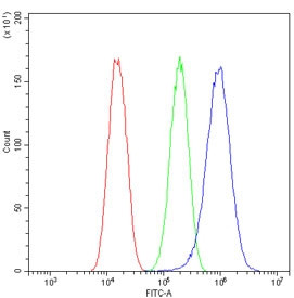 Anti-Glypican 5 / GPC5
