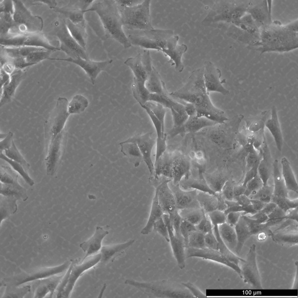 SW-684 Cells