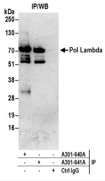 Anti-Pol Lambda