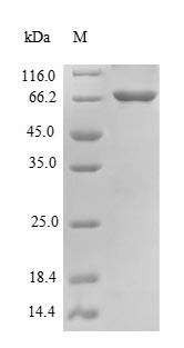 Beclin-1 (Becn1), mouse, recombinant