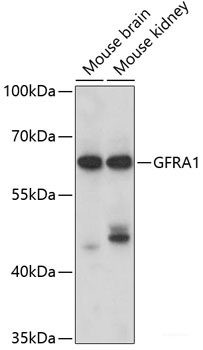 Anti-GFRA1