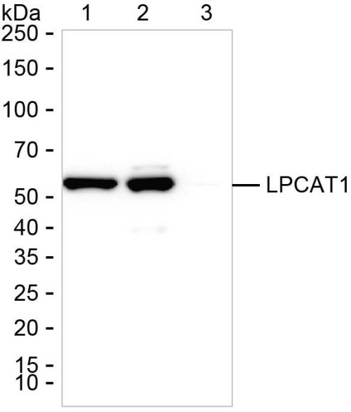 Anti-LPCAT1 (recombinant antibody)