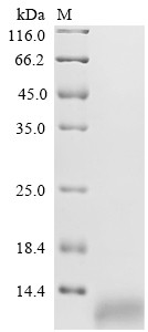C-C motif chemokine 17 (CCL17), dog, recombinant