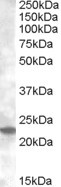 Anti-Rab17, Internal