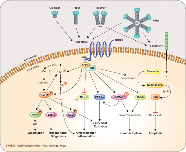 Adiponectin-Pathway