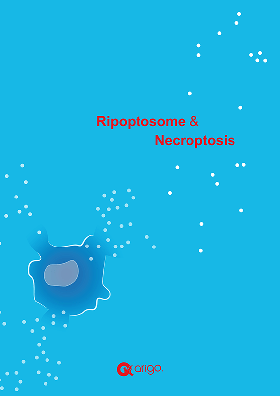 Ripoptosome & Necroptosis Antibody Panels