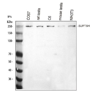 Anti-SPT6 / SUPT6H / Transcription elongation factor SPT6