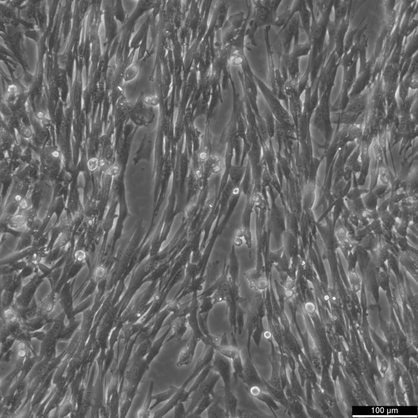 BHK-21 clone 13 Cells