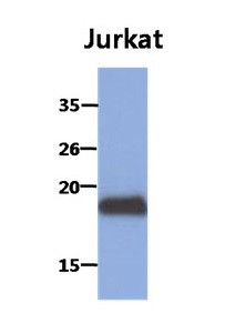 Anti-MAFK, clone 2F7
