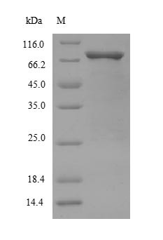 Mothers against decapentaplegic homolog 2 (SMAD2), human, recombinant