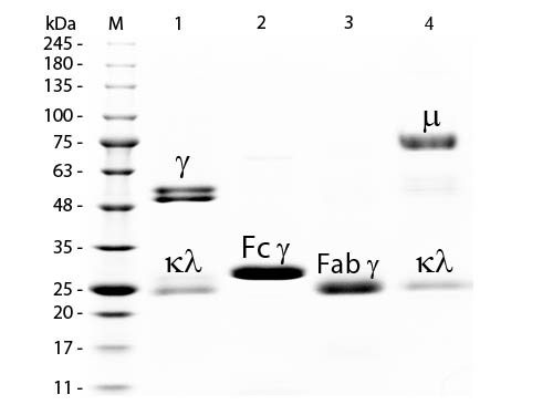 Rat IgM, whole molecule