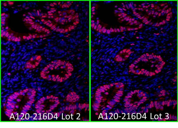 Anti-Rabbit IgG-heavy and light chain cross-adsorbed, DyLight(R) 594 conjugated
