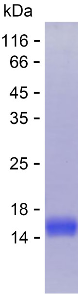 Recombinant Human PCDHB4 Protein
