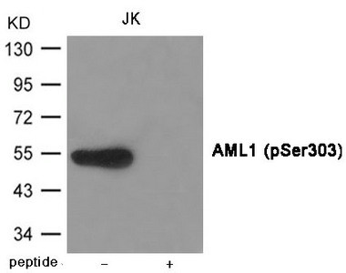 Anti-Phospho-RUNX1 (Ser303)